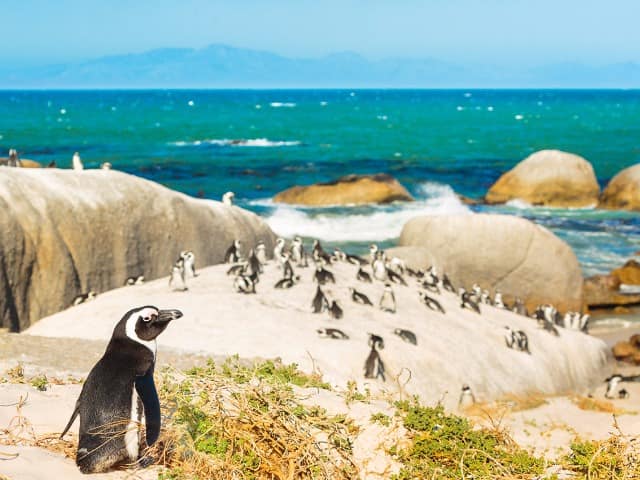 Pinguins cape town